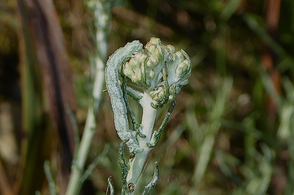 Microloxia herbaria, Geometridae